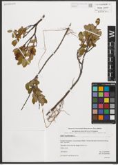 Foto von Salix myrtilloides L.